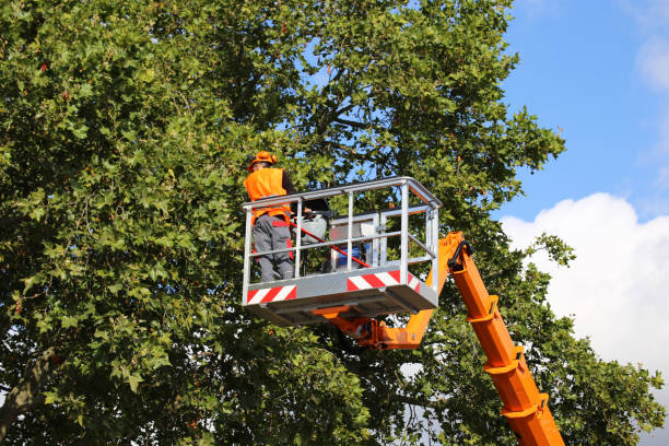 Best Arborist Consultation Services  in Newman, CA