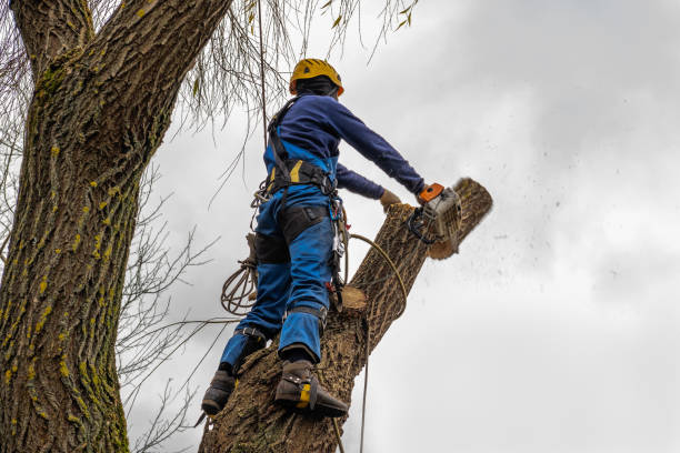 Best Seasonal Cleanup (Spring/Fall)  in Newman, CA