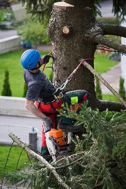 How Our Tree Care Process Works  in  Newman, CA