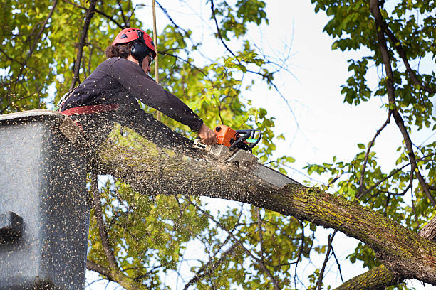 Trusted Newman, CA Tree Care Services Experts